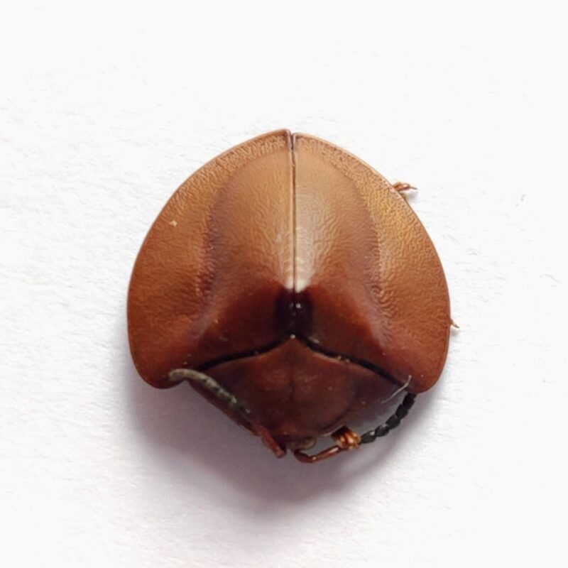 77 Chrysomelidae