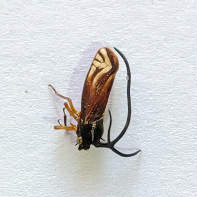 77 Membracidae