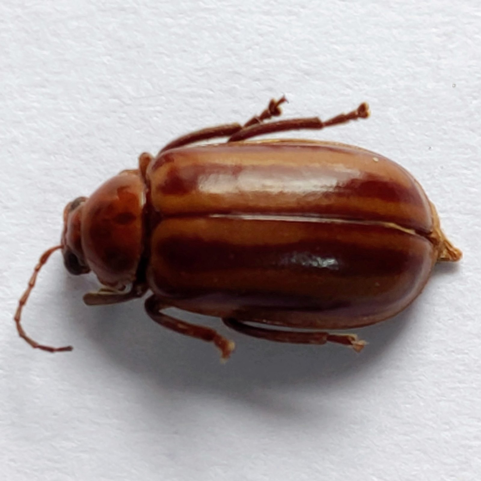 78 Chrysomelidae - Image 2