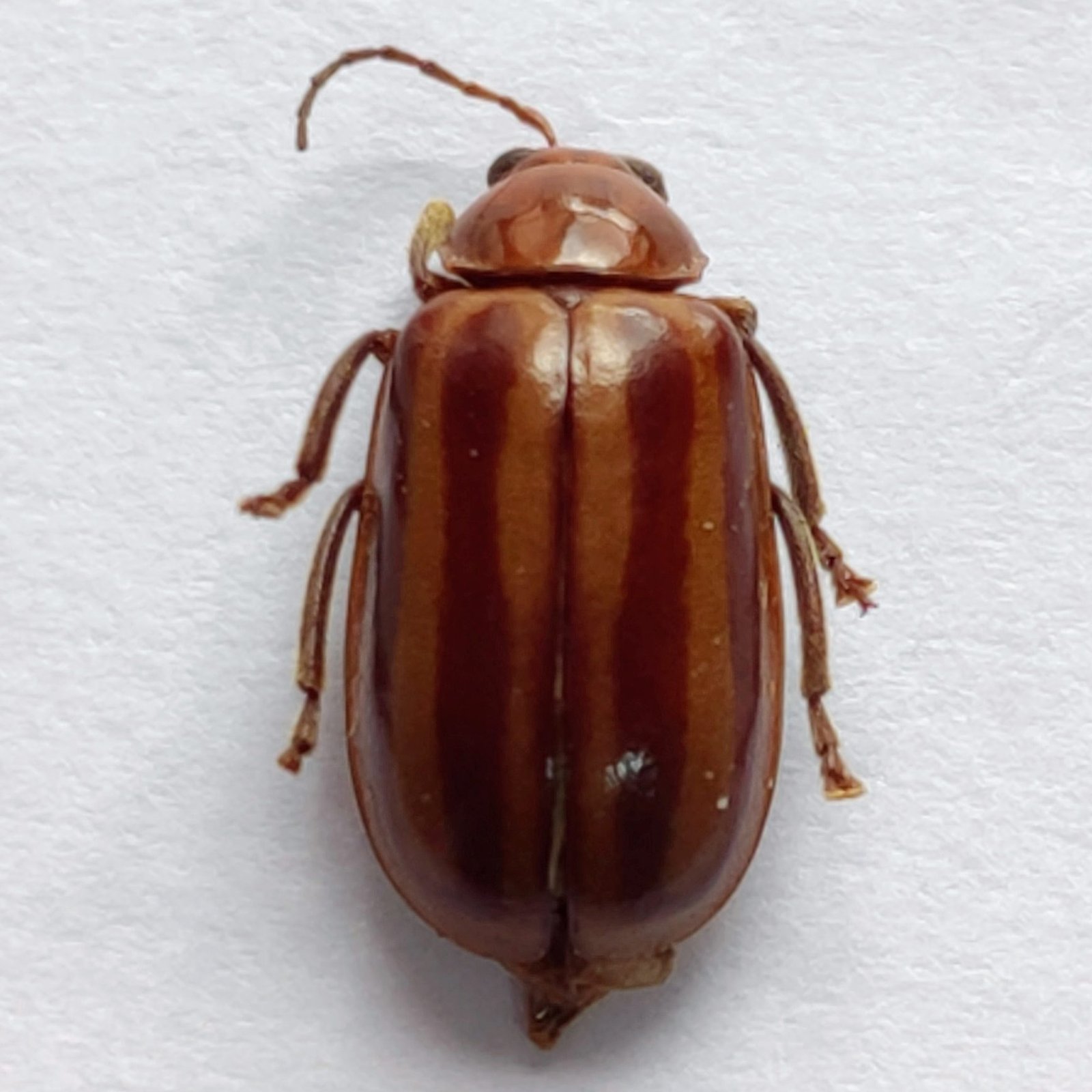 78 Chrysomelidae - Image 3