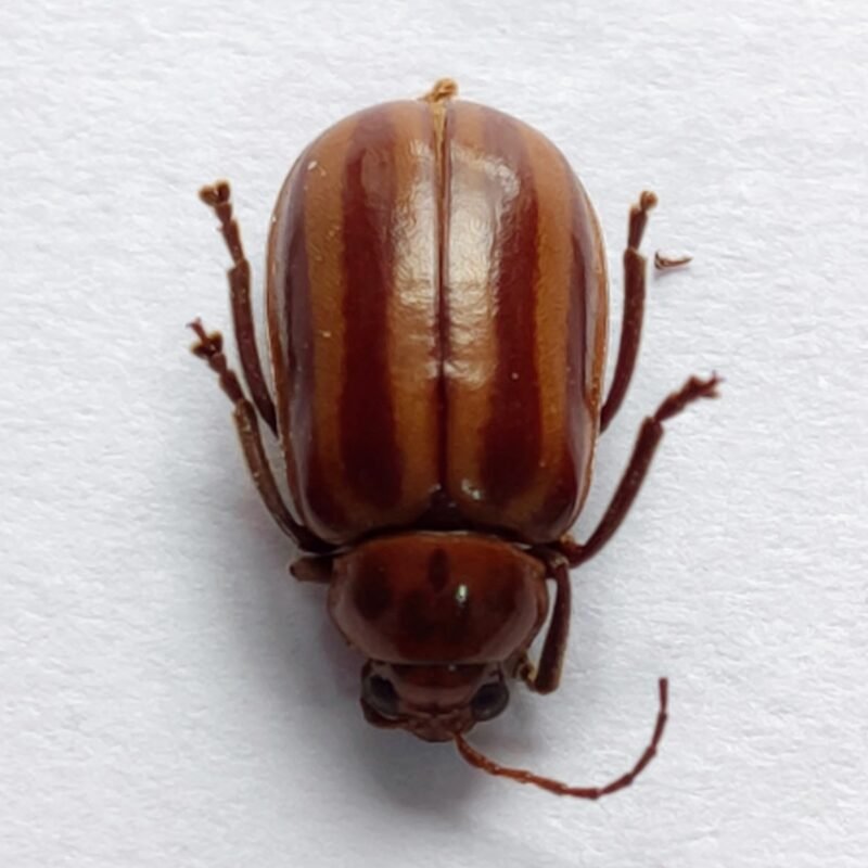 78 Chrysomelidae