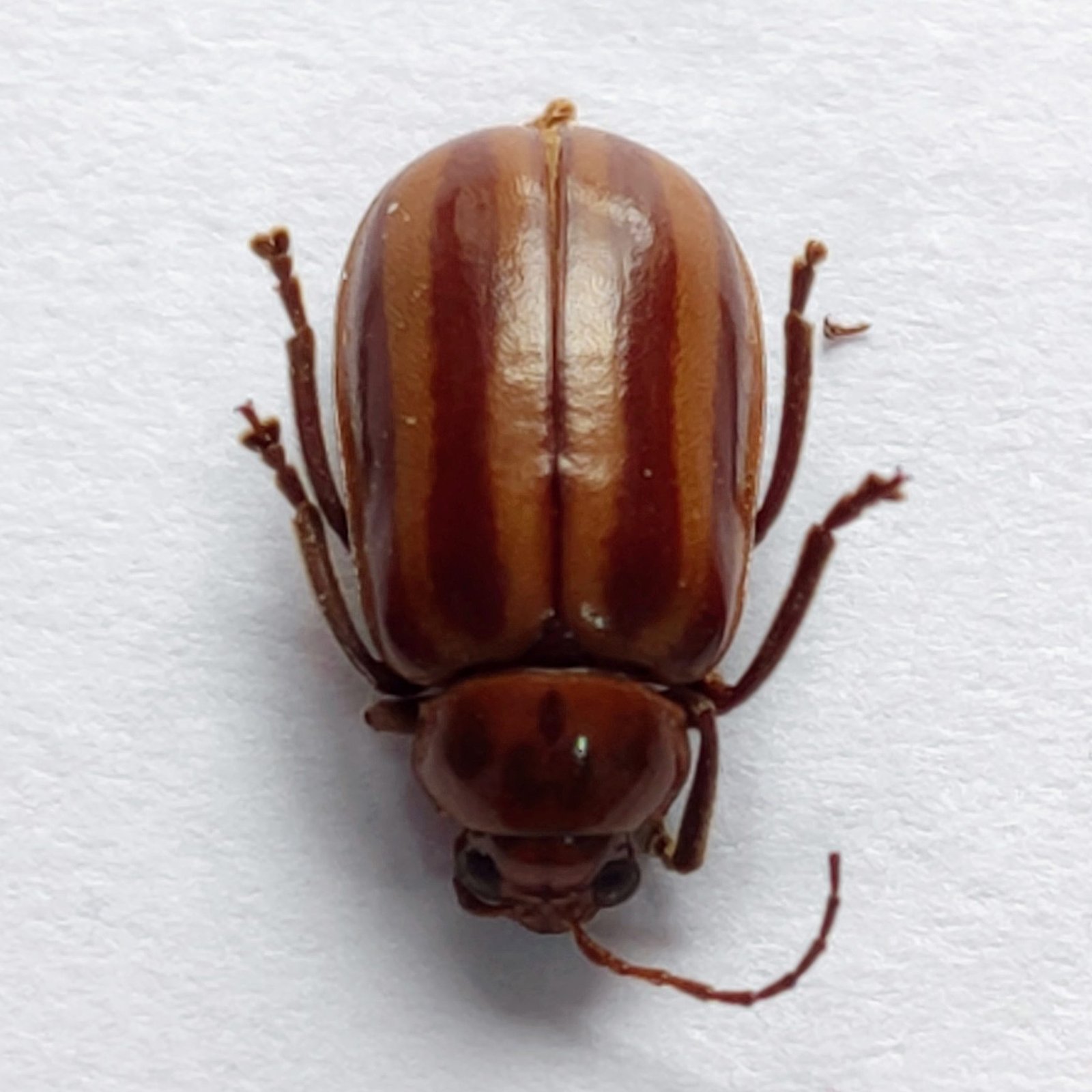 78 Chrysomelidae