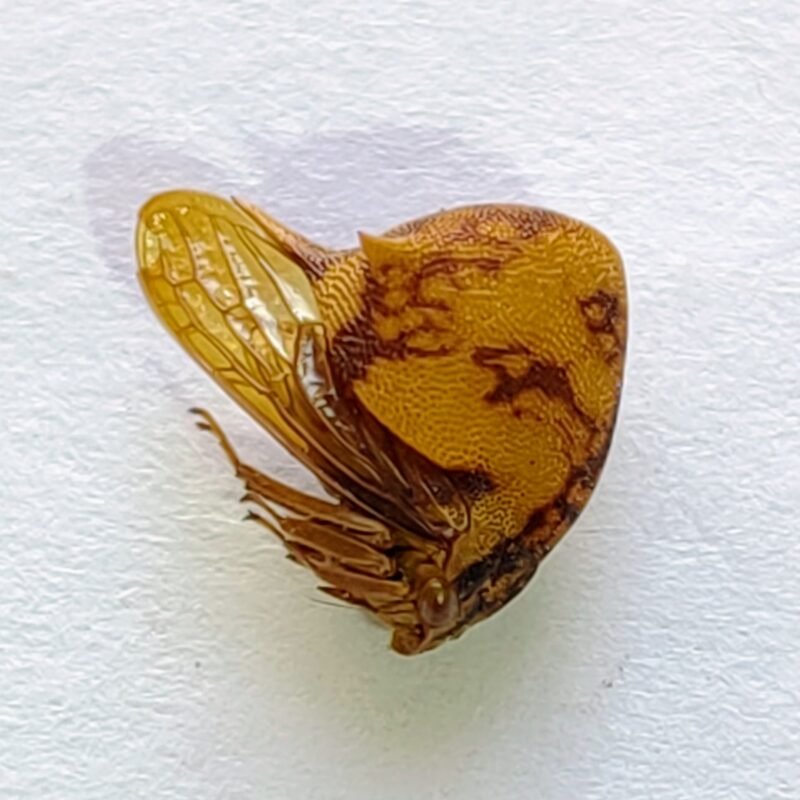 78 Membracidae