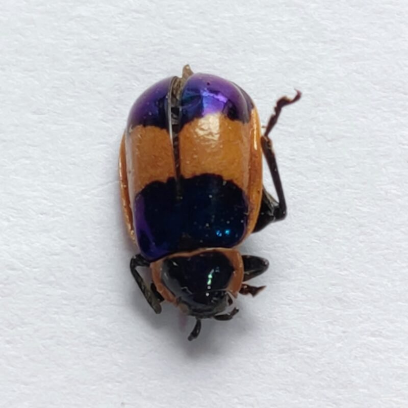 79 Chrysomelidae