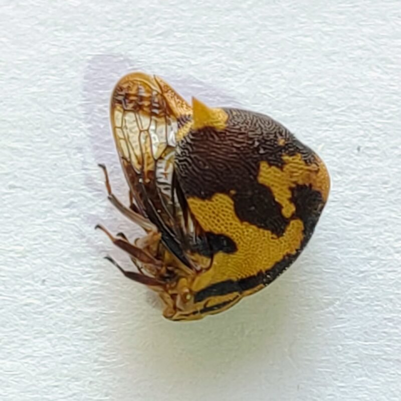 79 Membracidae
