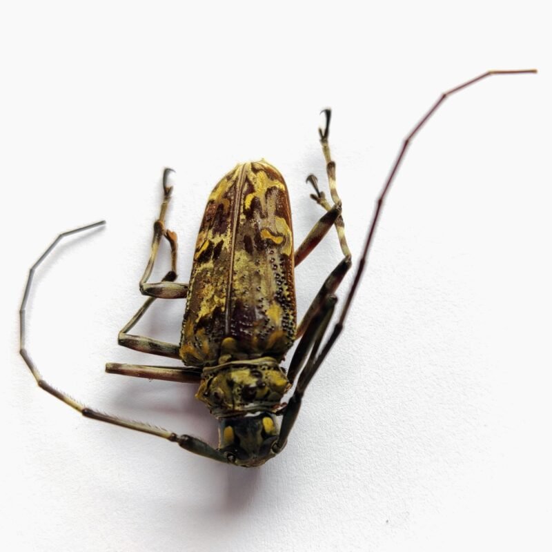 8 Cerambicidae
