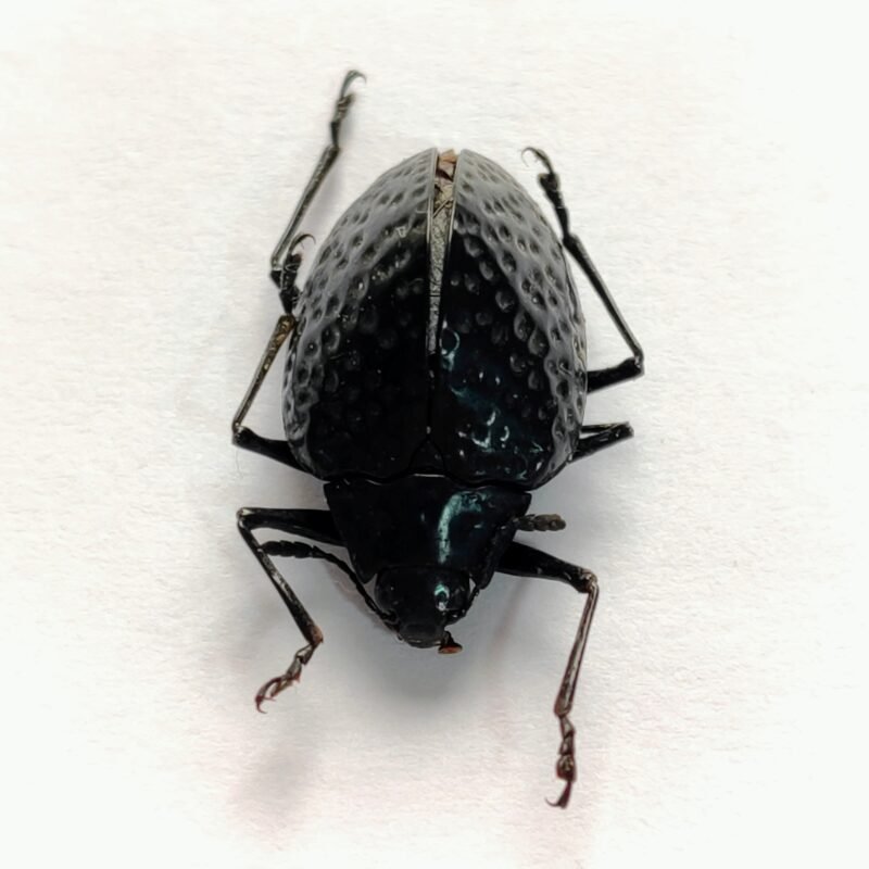 8 Chrysomelidae