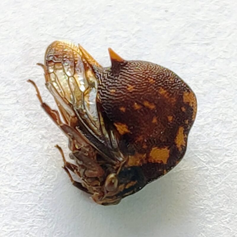 8 Membracidae
