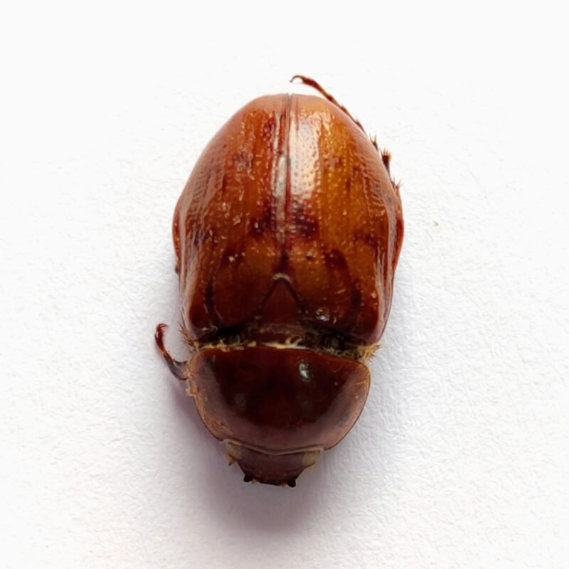8 Scarabaeidae
