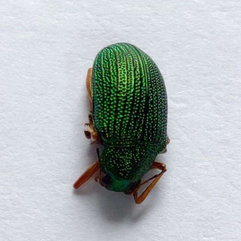 80 Chrysomelidae