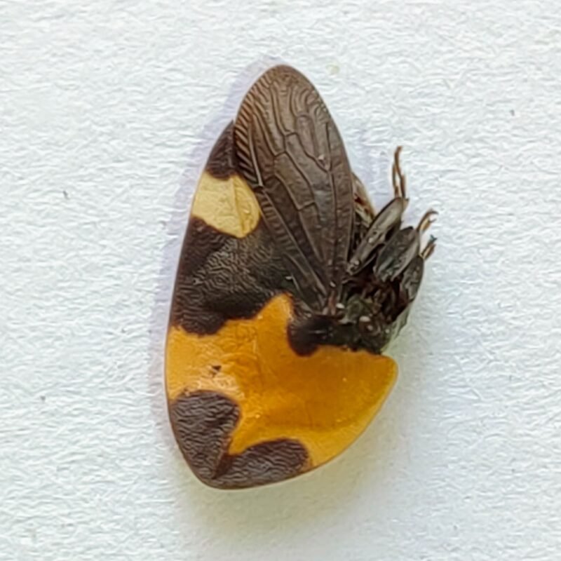 80 Membracidae
