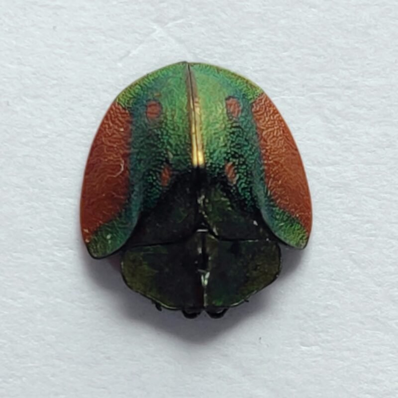 81 Chrysomelidae