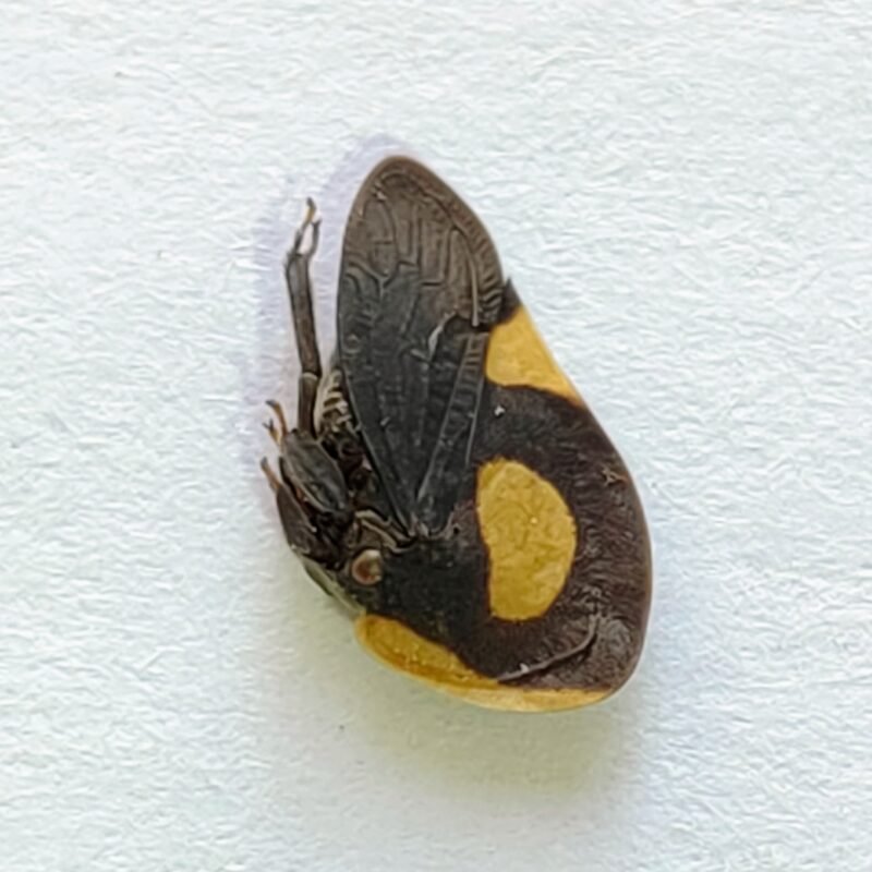 81 Membracidae
