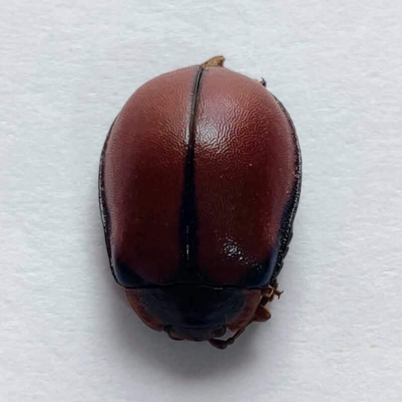 82 Chrysomelidae