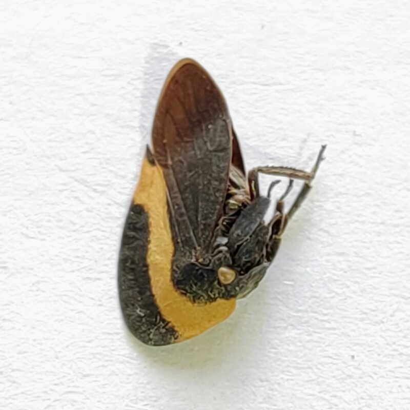 82 Membracidae