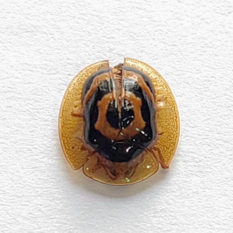 83 Chrysomelidae