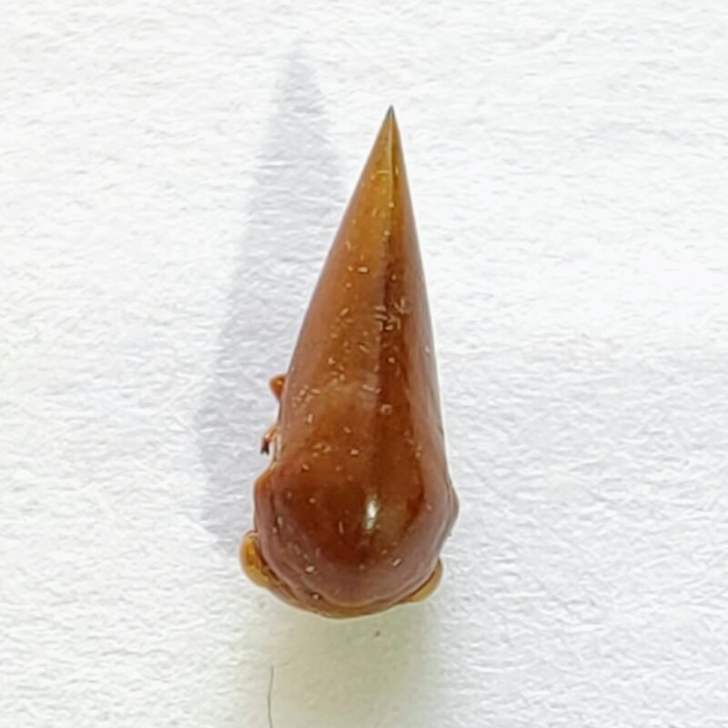 83 Membracidae