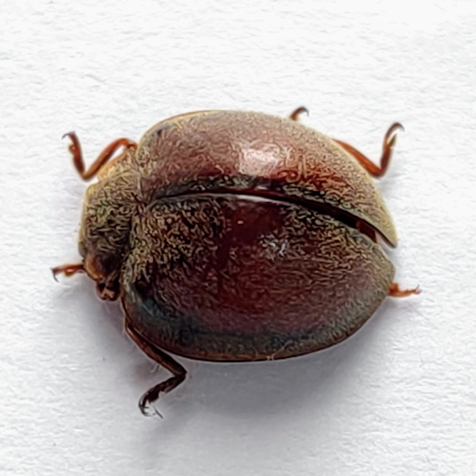 84 Chrysomelidae - Image 2