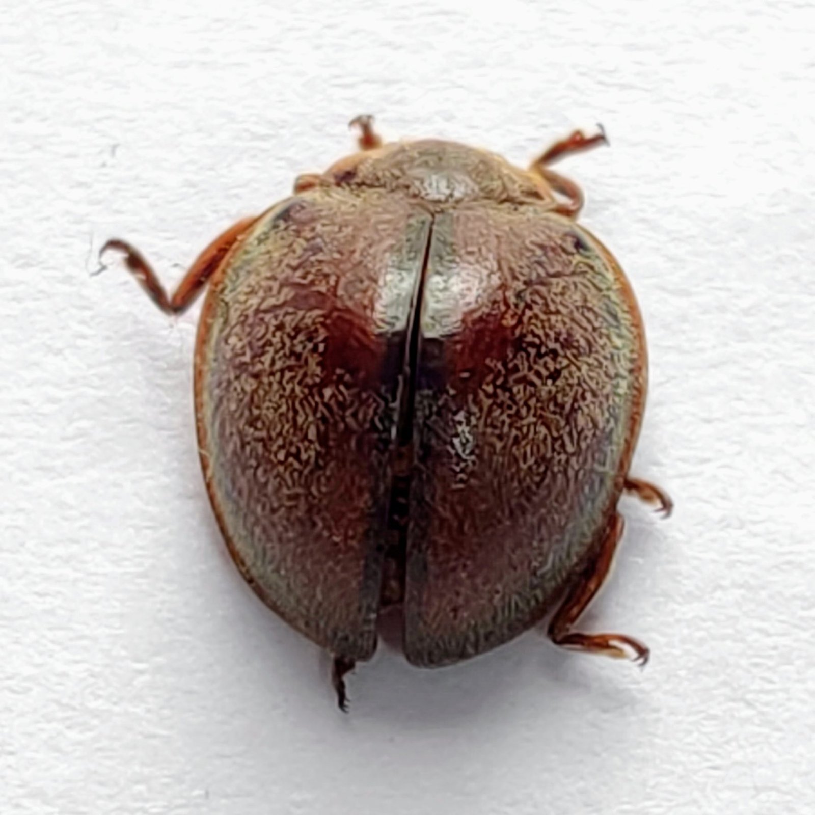 84 Chrysomelidae - Image 3