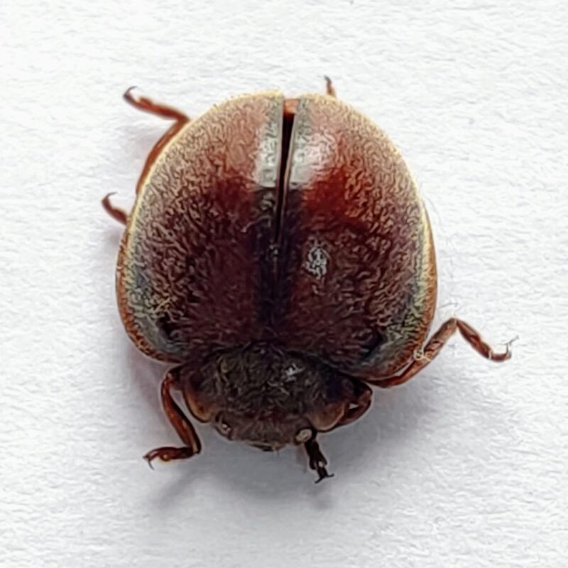 84 Chrysomelidae