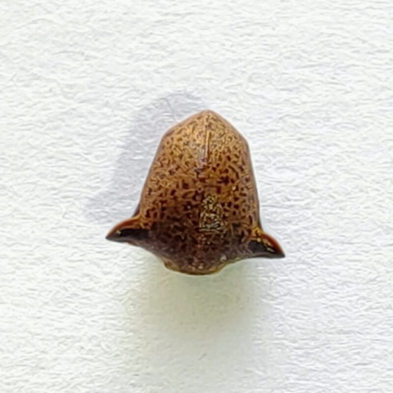 84 Membracidae