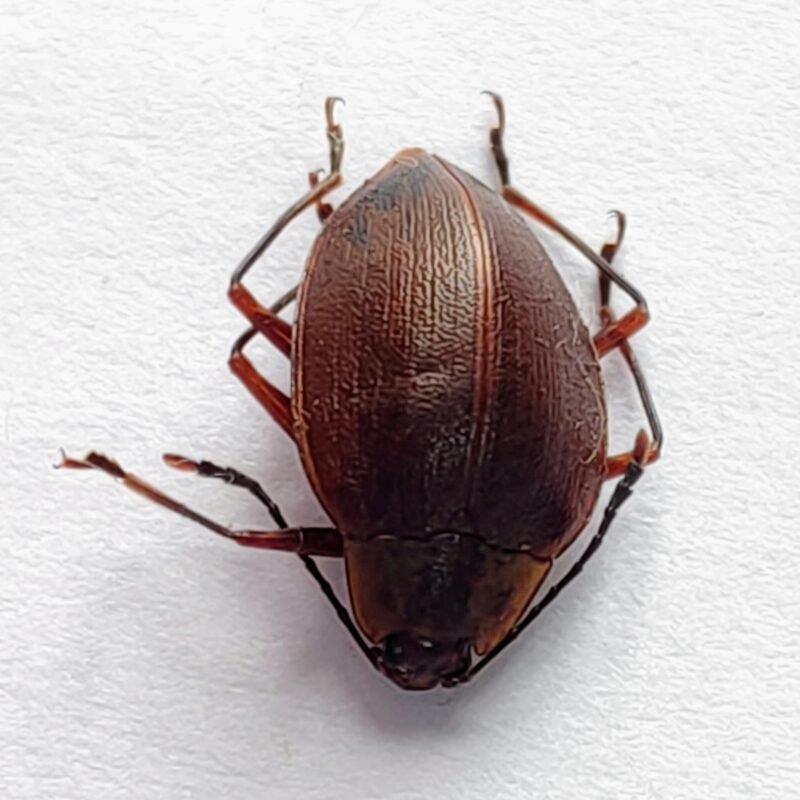 85 Chrysomelidae