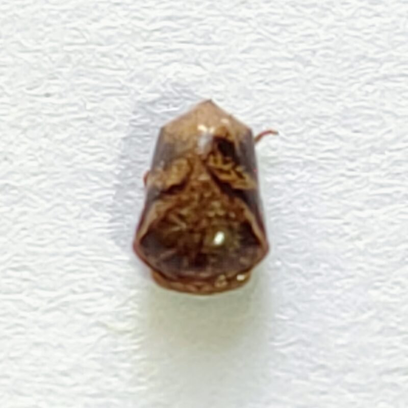 85 Membracidae