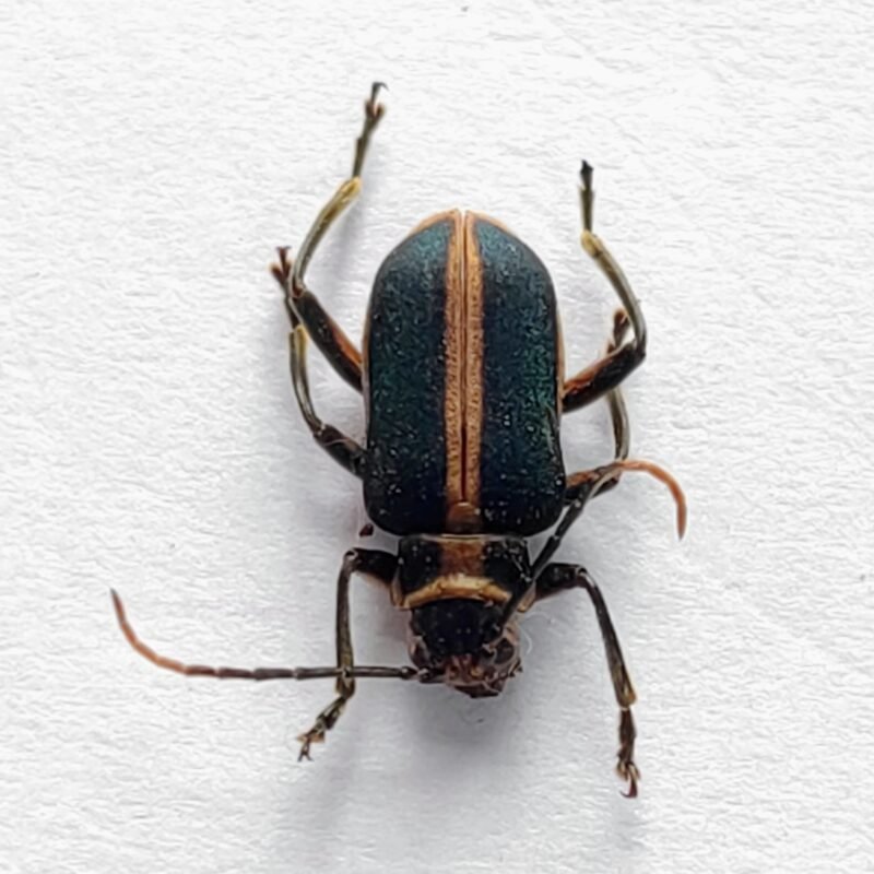 86 Chrysomelidae