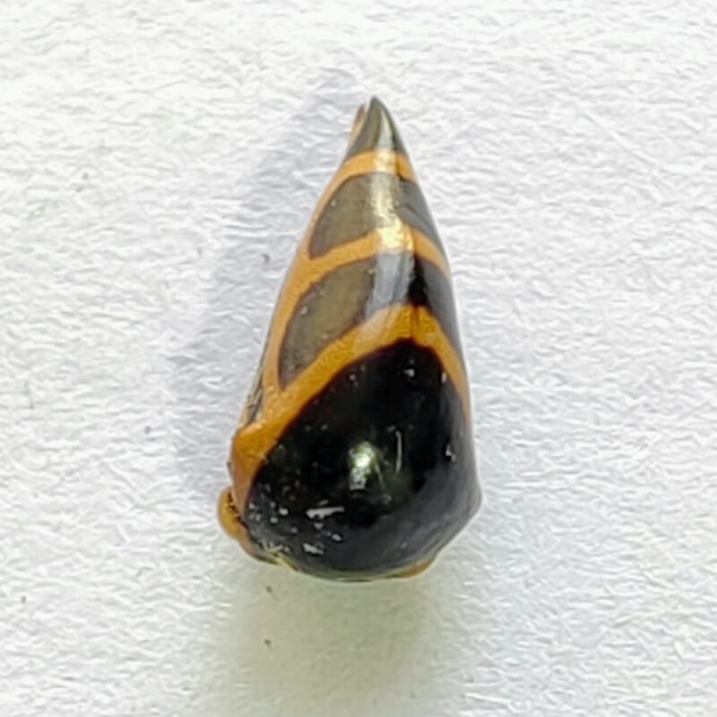86 Membracidae