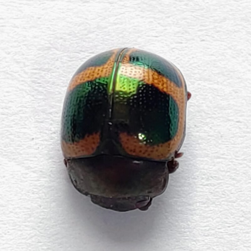 87 Chrysomelidae