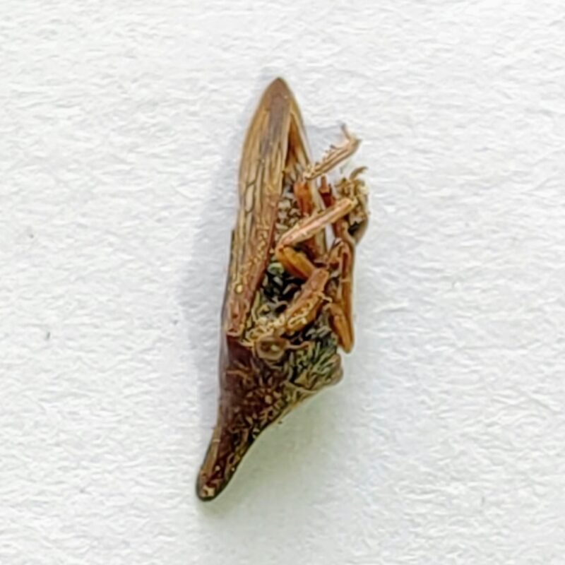 87 Membracidae