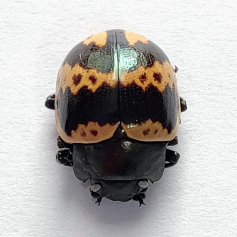88 Chrysomelidae