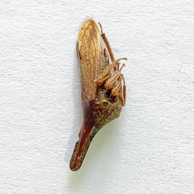 88 Membracidae