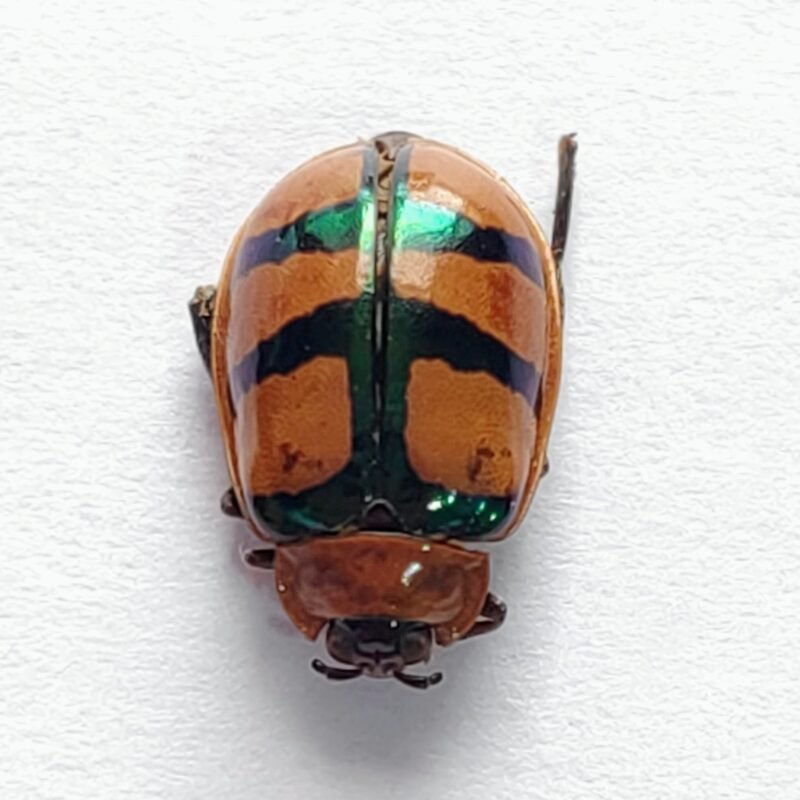 89 Chrysomelidae