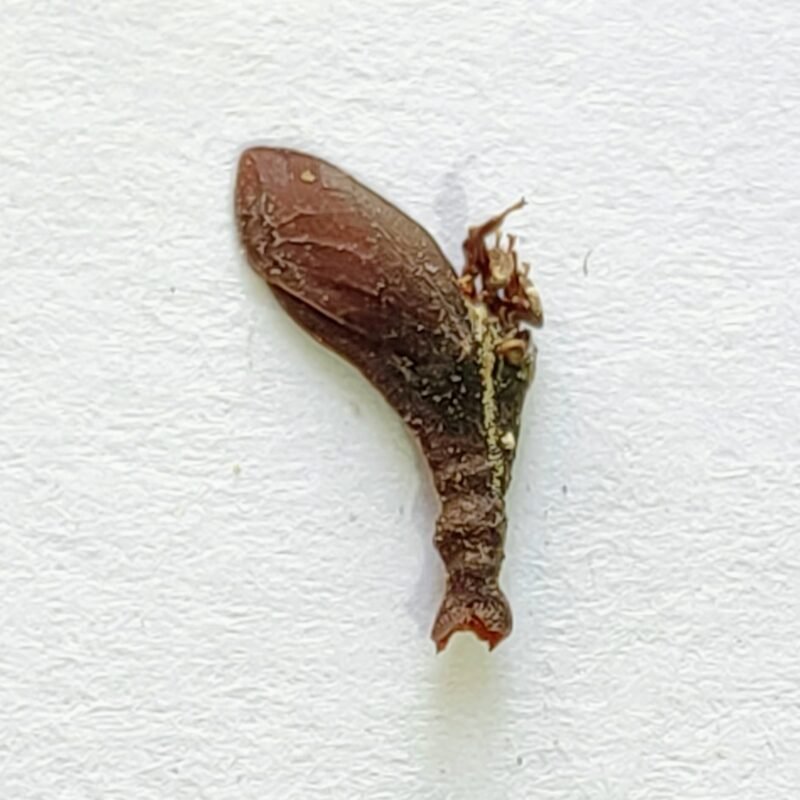 89 Membracidae