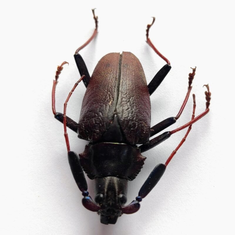 9 Cerambicidae