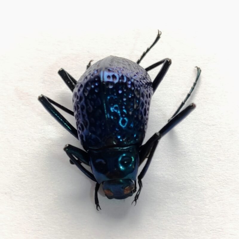 9 Chrysomelidae