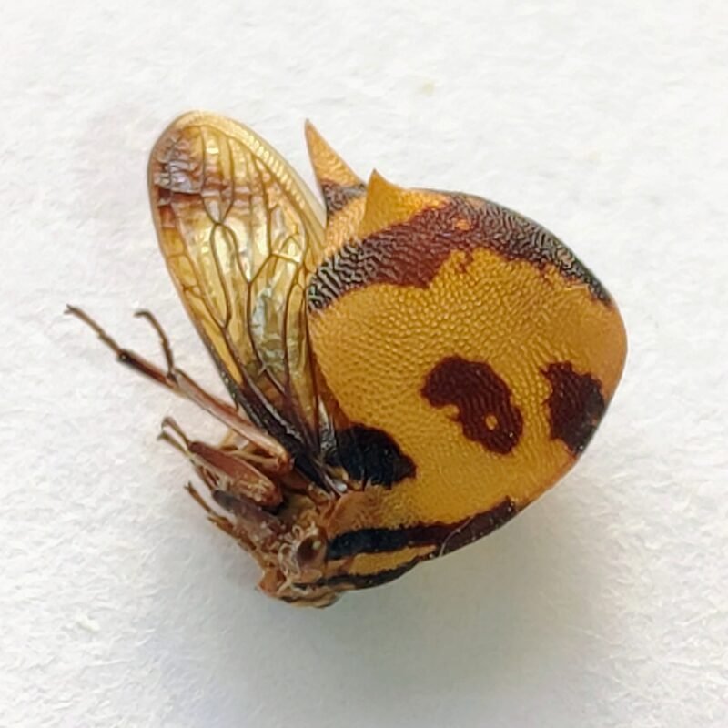 9 Membracidae