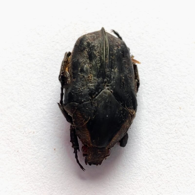 9 Scarabaeidae