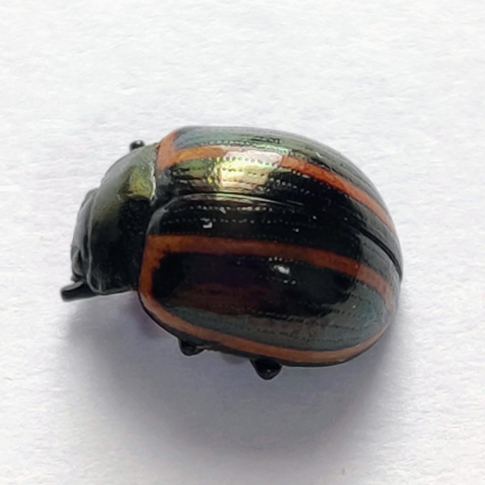 90 Chrysomelidae - Image 2