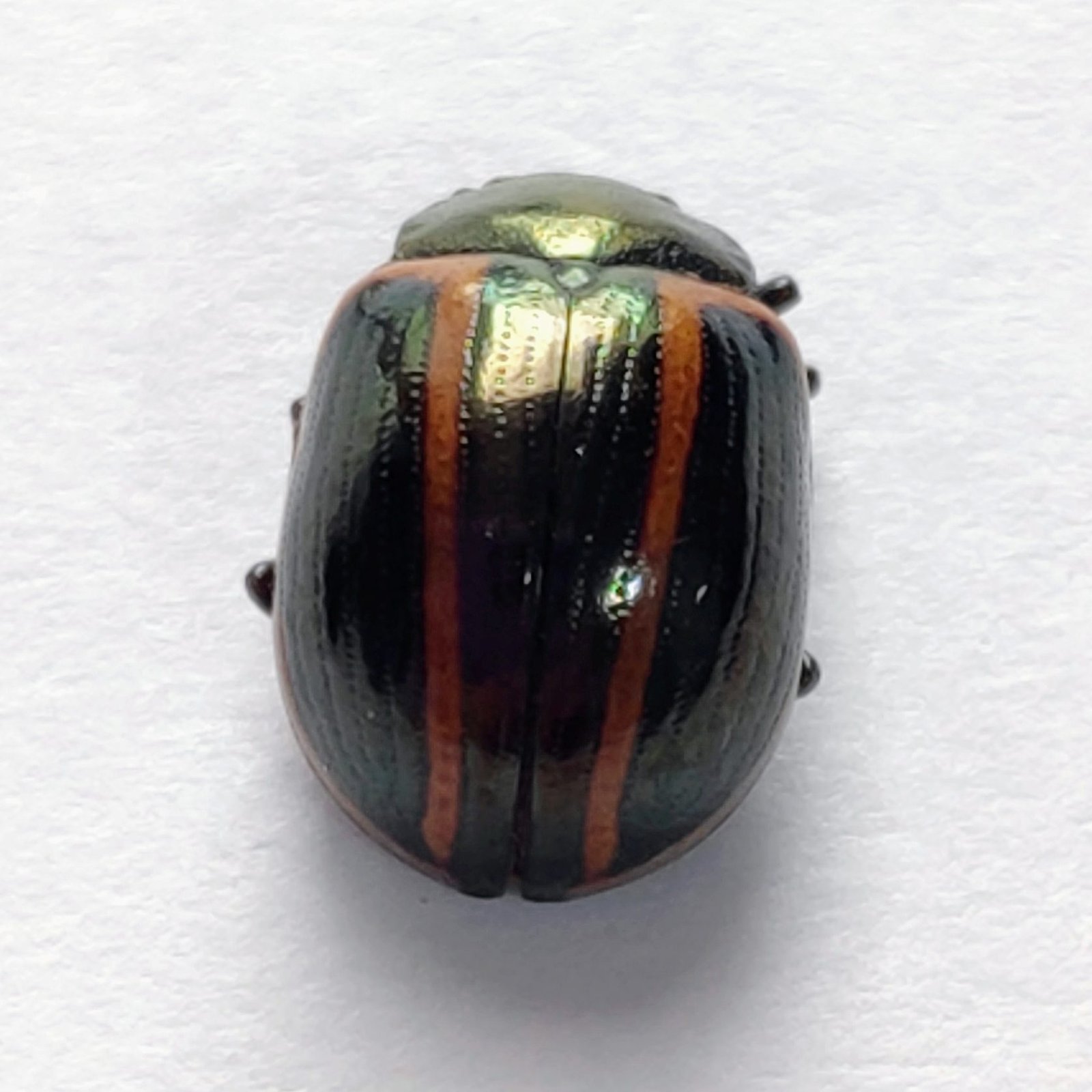 90 Chrysomelidae - Image 3
