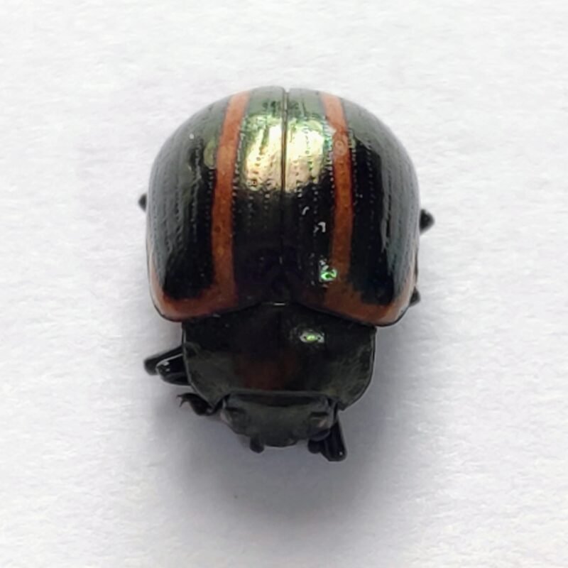90 Chrysomelidae