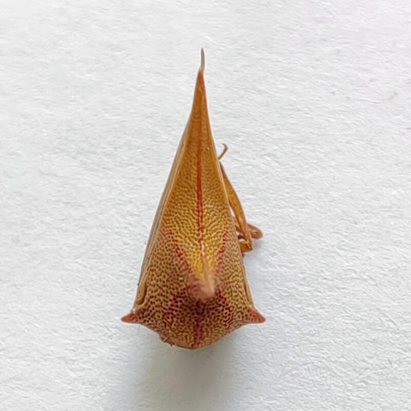 90 Membracidae