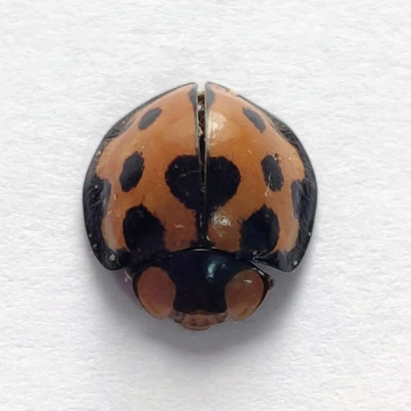 91 Chrysomelidae