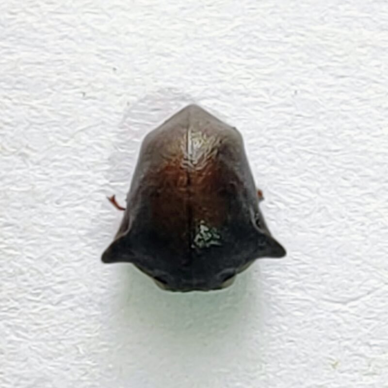 91 Membracidae