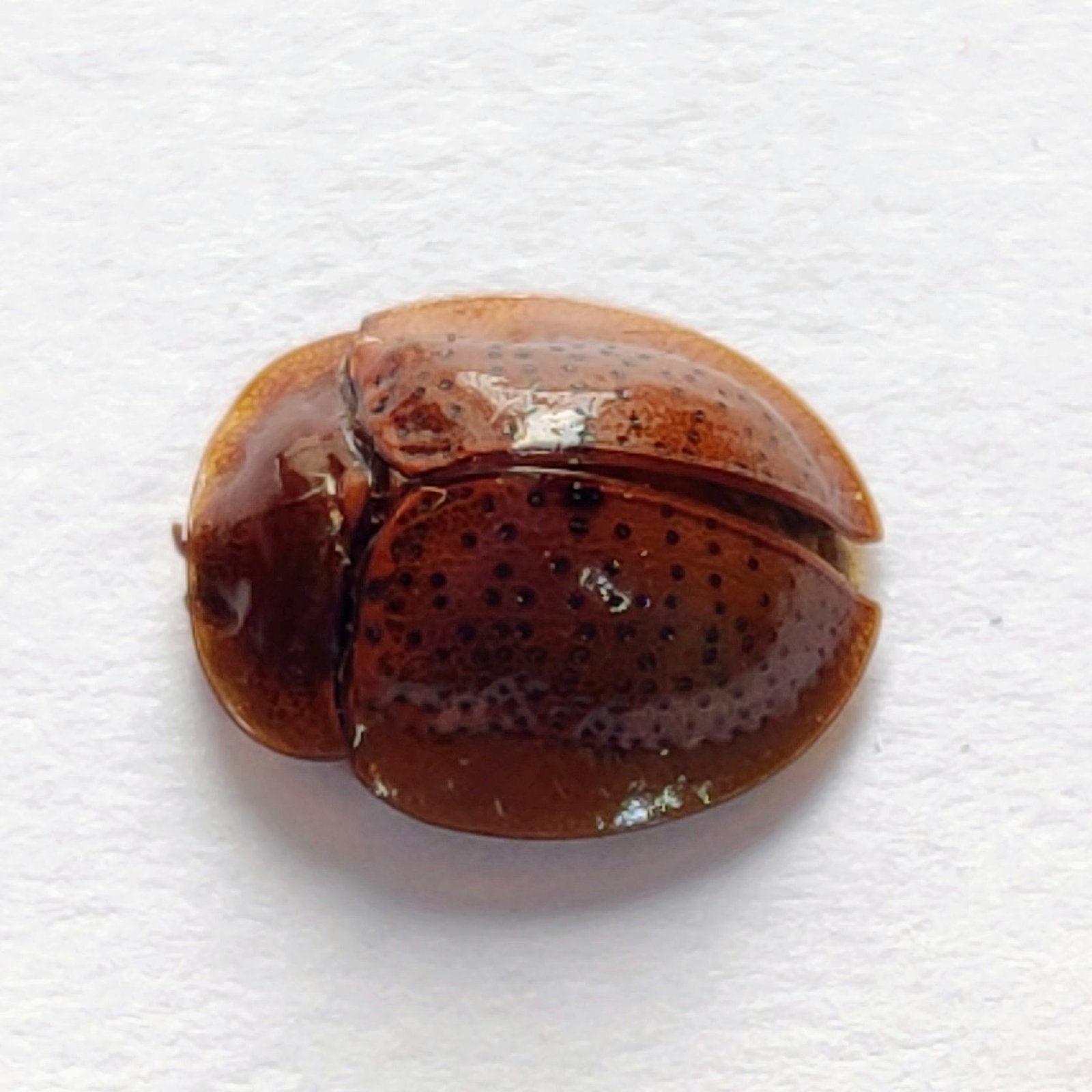 92 Chrysomelidae - Image 2