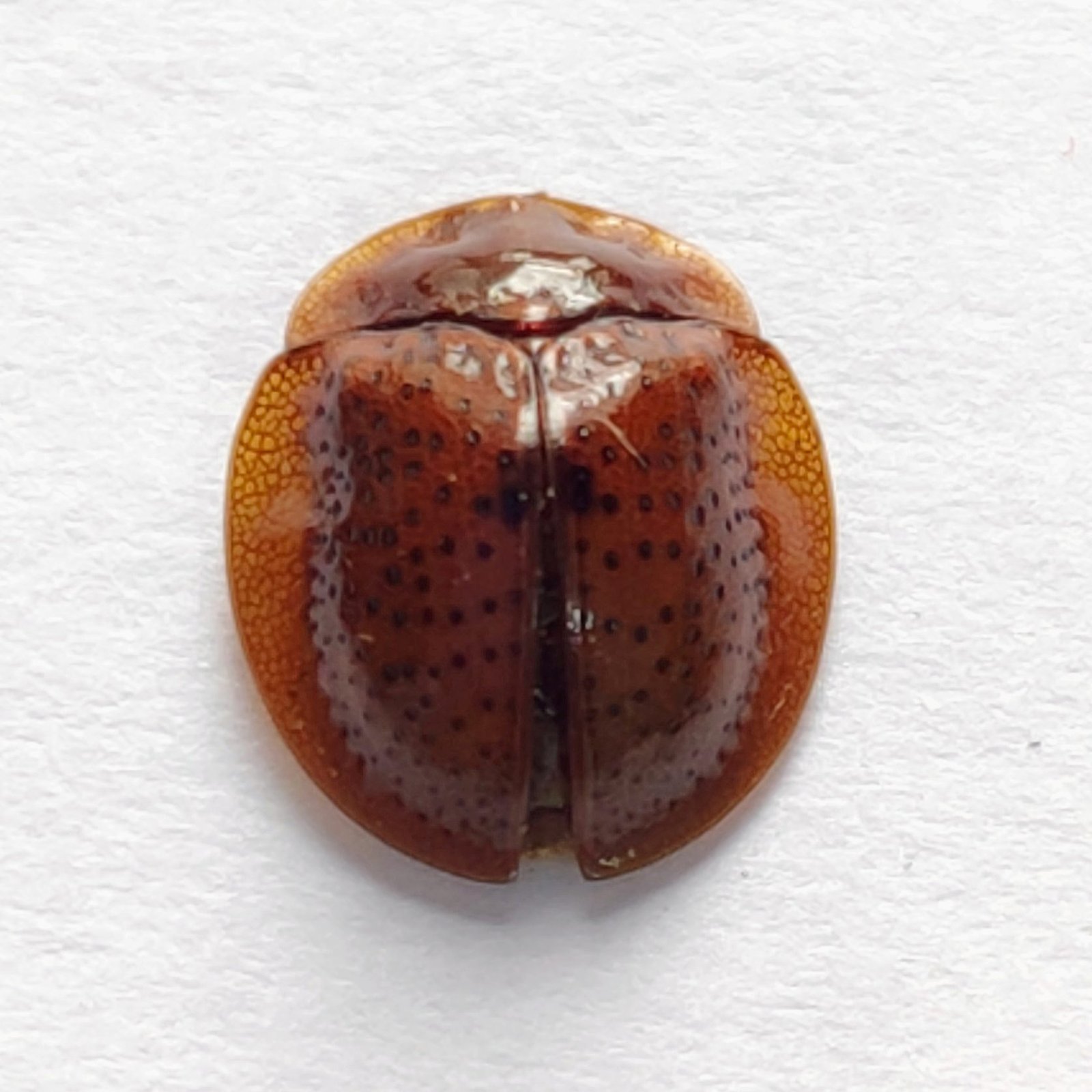 92 Chrysomelidae - Image 3