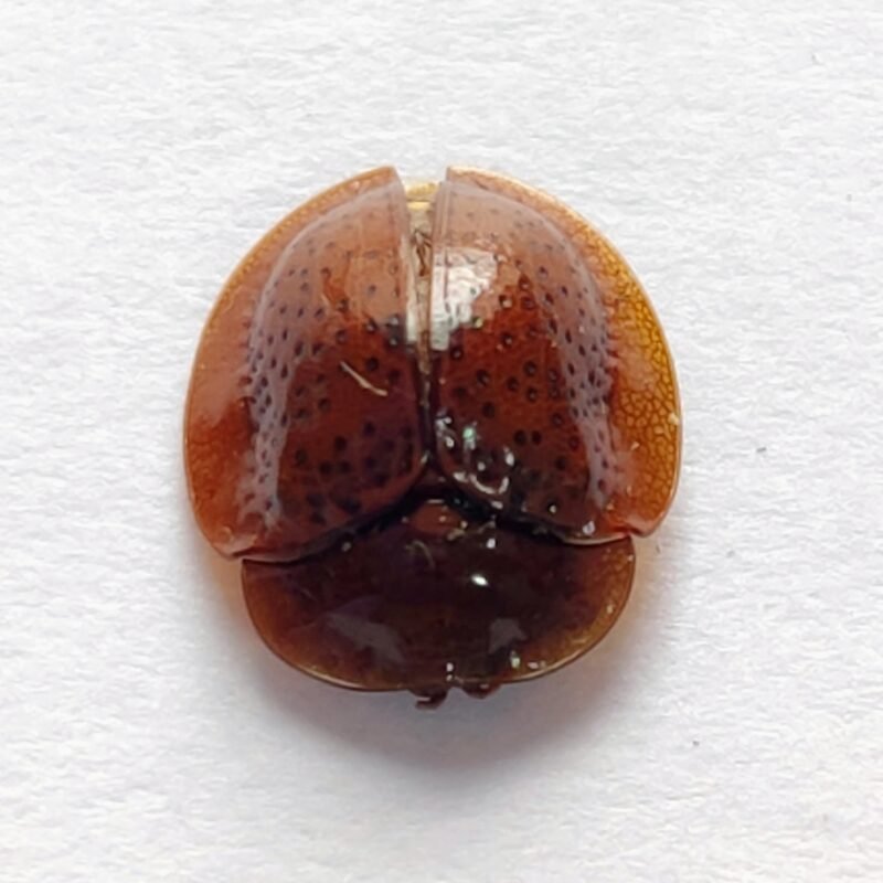 92 Chrysomelidae