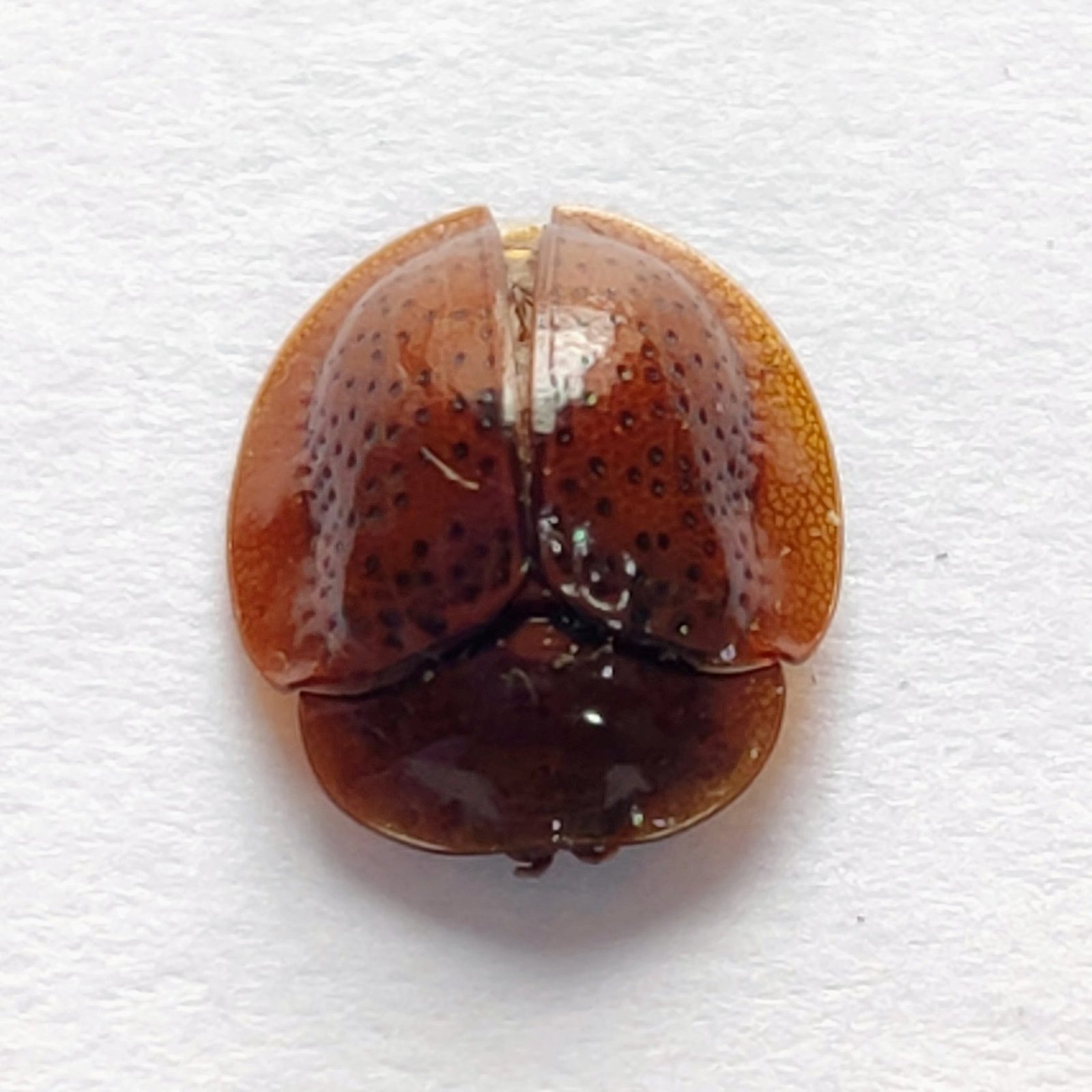 92 Chrysomelidae