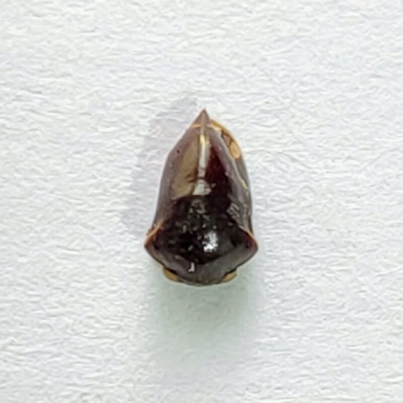 92 Membracidae